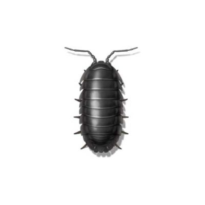 Sow bug against a white background - Keep sow bugs out of your home with Kona Coast Pest Control in Kailua Kona