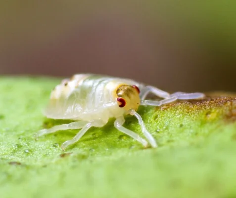 Spider mite on a leaf outside - keep spider mites away with Kona Coast Pest Control in Kailua Kona