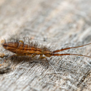 Springtail crawling on a bed's comforter - Keep springtails out of your home with Kona Coast Pest Control in Kailua Kona