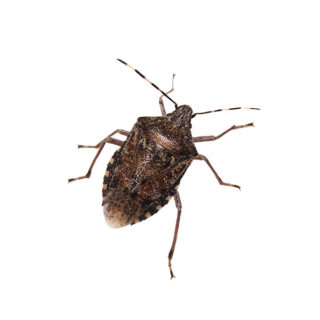 Stink bug against a white background - Keep stink bugs out of your home with Kona Coast Pest Control in Kailua Kona