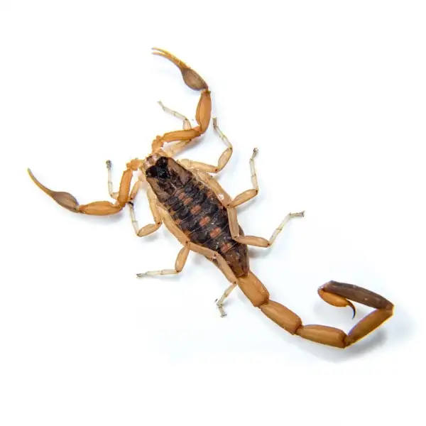 A scorpion against a white background - Keep scorpions out of your home with Kona Coast Pest Control in Kailua Kona