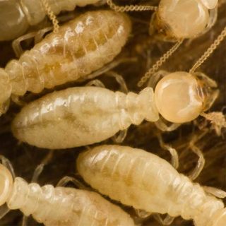 Subterranean Termites close up with transparent bodies - keep termites away from your walls with Kona Coast Pest Control in Kailua Kona