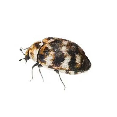 Varied carpet beetle against a white background - Keep carpet beetles out of your home with Kona Coast Pest Control in Kailua Kona