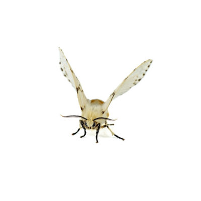 Webworm against a white background - Keep webworms away from your home with Kona Coast Pest Control in Kailua Kona