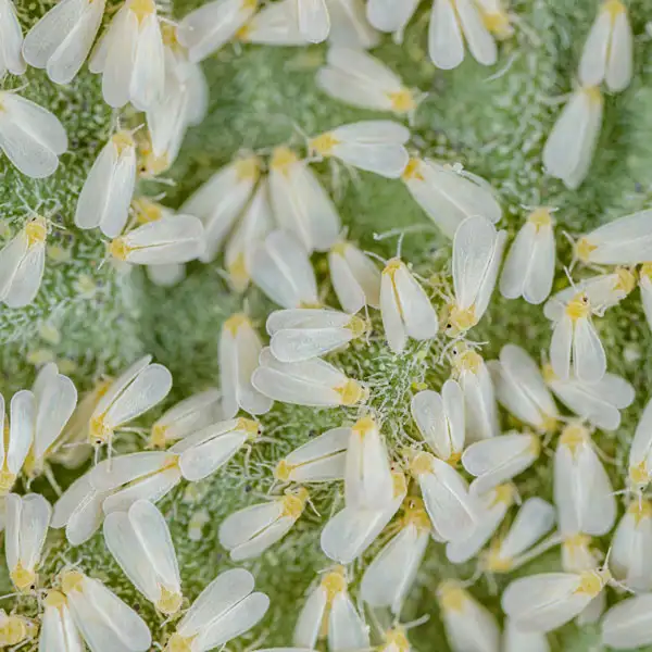 A cluster of white flies on a flower - Keep white flies away from your home with Kona Coast Pest Control in Kailua Kona