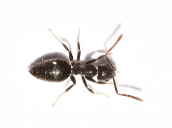 White footed ant on a white background. Ant removal services with [placeholder-comapny] in Kailua Kona