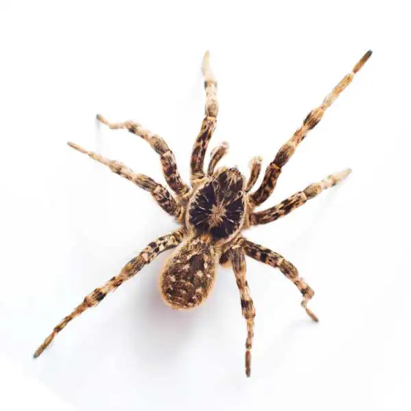 Wolf spider against a white background - Keep spiders away from your home with Kona Coast Pest Control in Kailua Kona