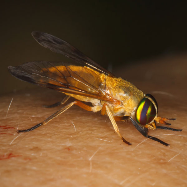 Yellow fly on a person's arm - Keep yellow flies out of your home with Kona Coast Pest Control in Kailua Kona