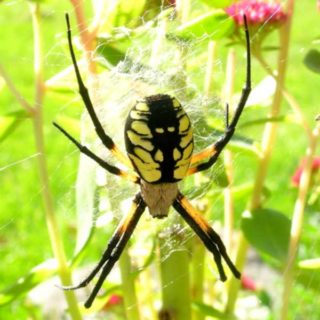 Yellow Garden Spider spinning web in the garden - keep your garden clear of spiders with Kona Coast Pest Control in Kailua Kona