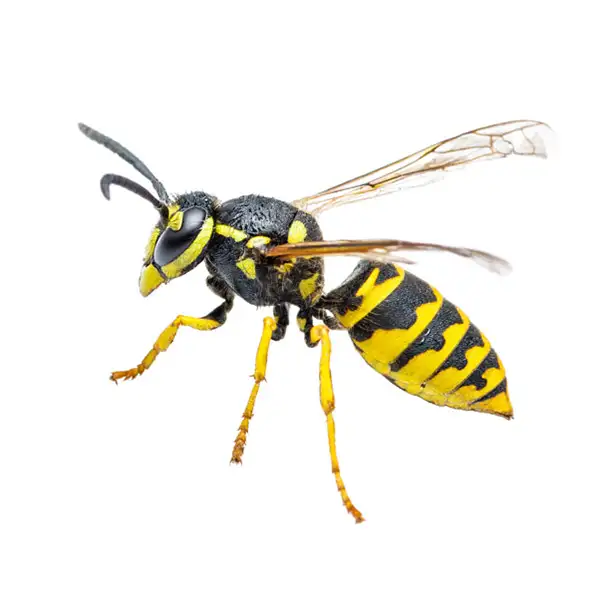 Yellow jacket against a white background - Keep yellowjackets away from your home with Kona Coast Pest Control in Kailua Kona